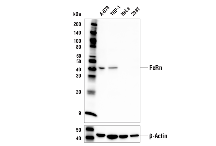 Western Blotting Image 1: FcRn Antibody