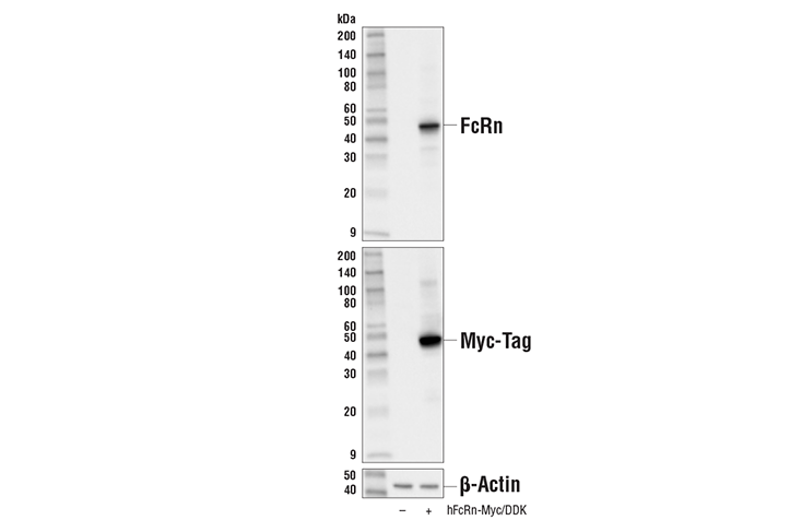 Western Blotting Image 2: FcRn Antibody