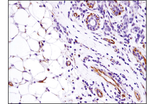 Immunohistochemistry Image 1: SDF1/CXCL12 (D8G6H) Rabbit mAb