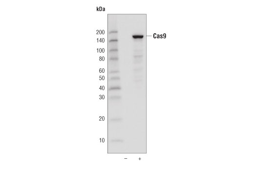 Western Blotting Image 1: Cas9 (7A9-3A3) Mouse mAb (HRP Conjugate)