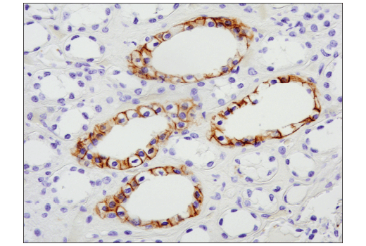Immunohistochemistry Image 1: NCAM-L1 (D5D3K) Rabbit mAb (BSA and Azide Free)