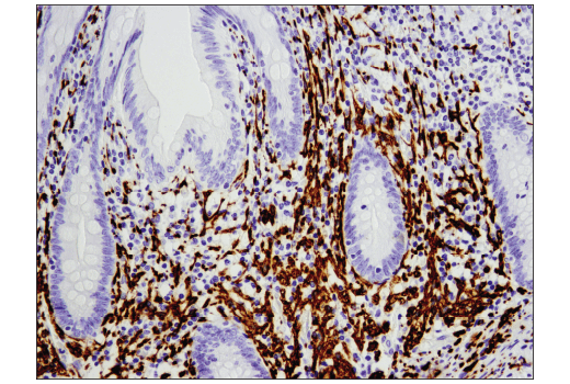 Immunohistochemistry Image 6: NCAM-L1 (D5D3K) Rabbit mAb (BSA and Azide Free)