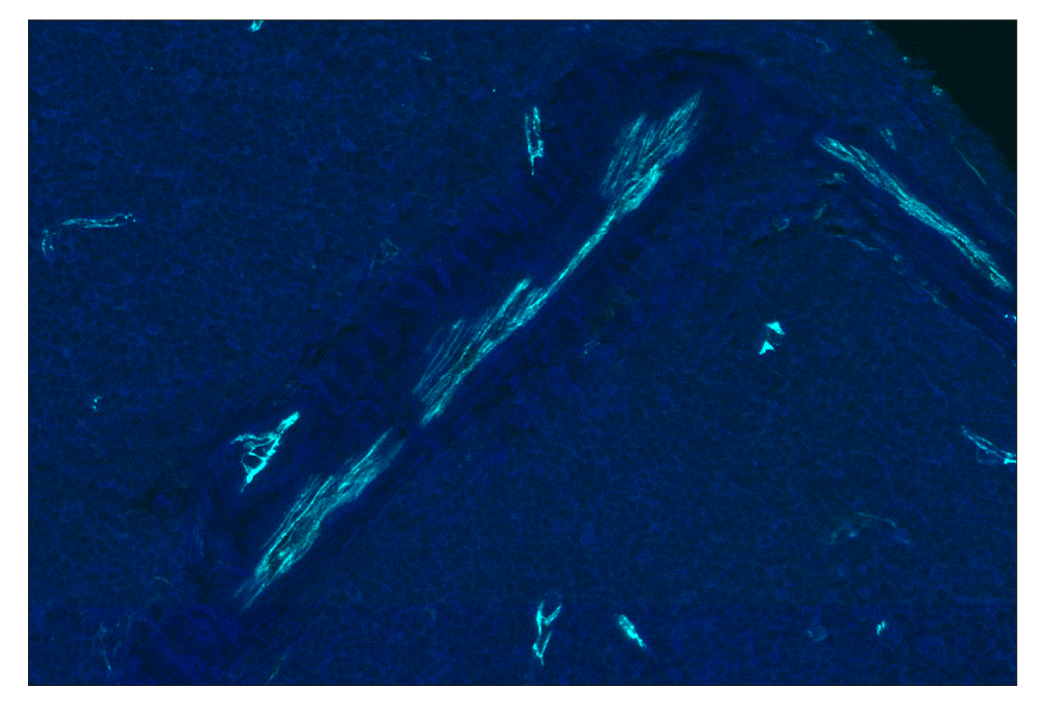 Immunohistochemistry Image 2: CD31 (PECAM-1) (89C2) Mouse mAb (Alexa Fluor® 750 Conjugate)