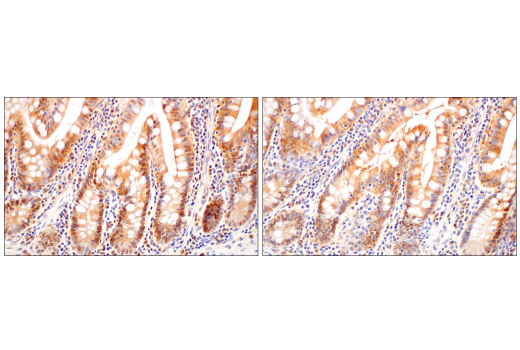 Immunohistochemistry Image 7: Caspase-1 (E4R8K) Rabbit mAb