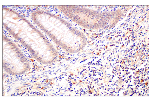 Immunohistochemistry Image 5: Caspase-1 (E4R8K) Rabbit mAb