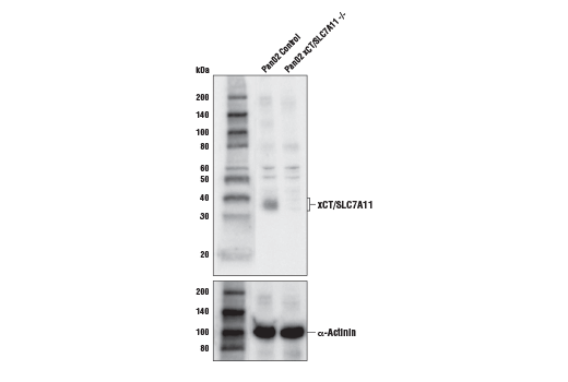 Western Blotting Image 1: xCT/SLC7A11 Antibody