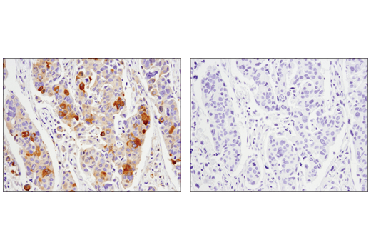 Immunohistochemistry Image 1: Phospho-Glycogen Synthase (Ser641) (D4H1B) XP® Rabbit mAb (BSA and Azide Free)