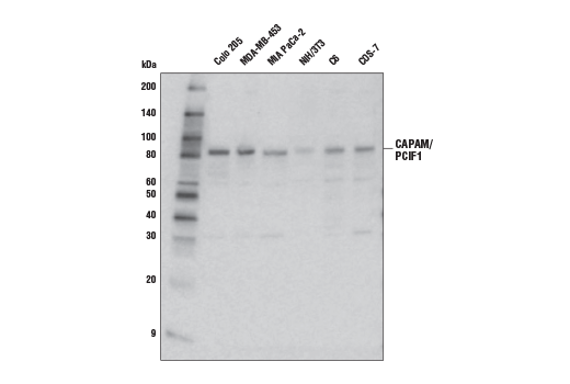 Western Blotting Image 1: CAPAM/PCIF1 Antibody