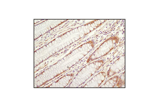 Immunohistochemistry Image 1: HSP90 (C45G5) Rabbit mAb (BSA and Azide Free)