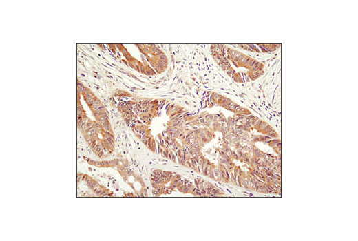 Immunohistochemistry Image 2: HSP90 (C45G5) Rabbit mAb (BSA and Azide Free)