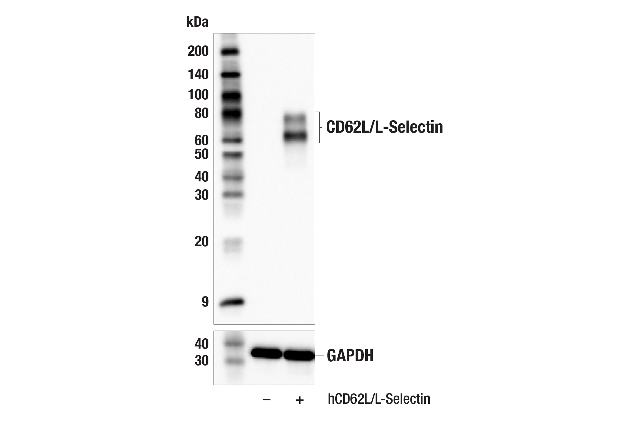 Western Blotting Image 2: CD62L/L-Selectin (E7X9I) Rabbit mAb (BSA and Azide Free)