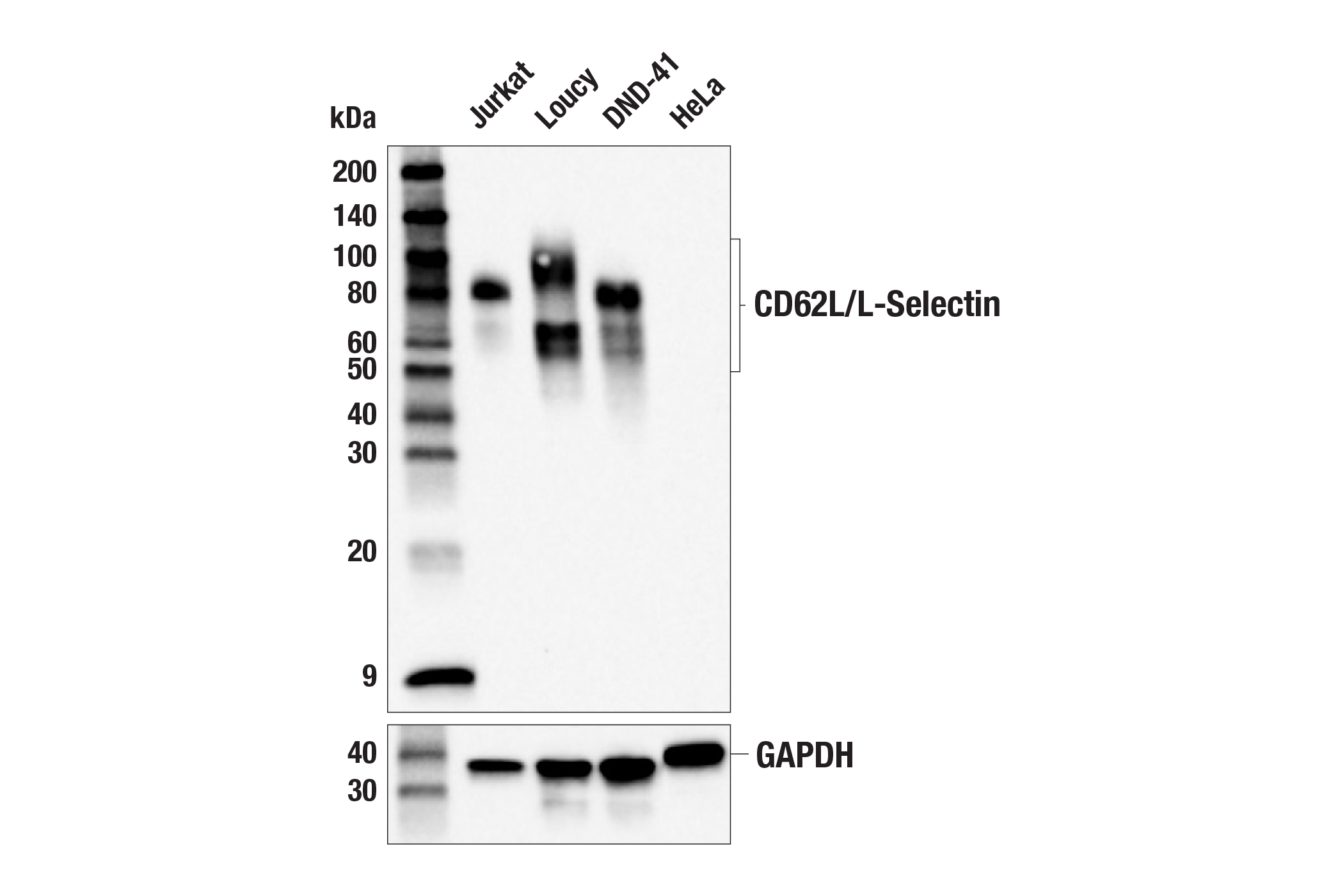 Western Blotting Image 1: CD62L/L-Selectin (E7X9I) Rabbit mAb (BSA and Azide Free)
