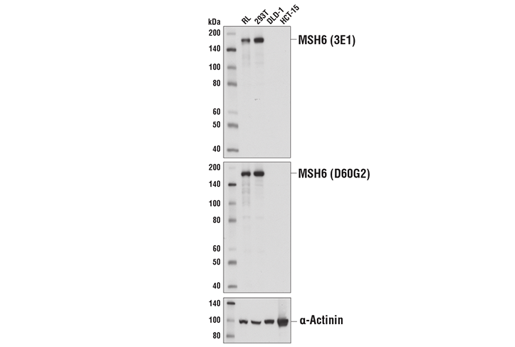 Western Blotting Image 2: MSH6 (3E1) Mouse mAb (BSA and Azide Free)