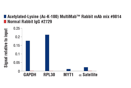 Chromatin Immunoprecipitation Image 1: Acetylated-Lysine (Ac-K2-100) MultiMab™ Rabbit mAb mix