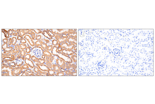 Immunohistochemistry Image 4: MAVS (E8Z7M) Rabbit mAb (BSA and Azide Free)