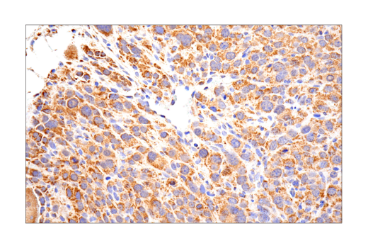 Immunohistochemistry Image 7: MAVS (E8Z7M) Rabbit mAb (BSA and Azide Free)