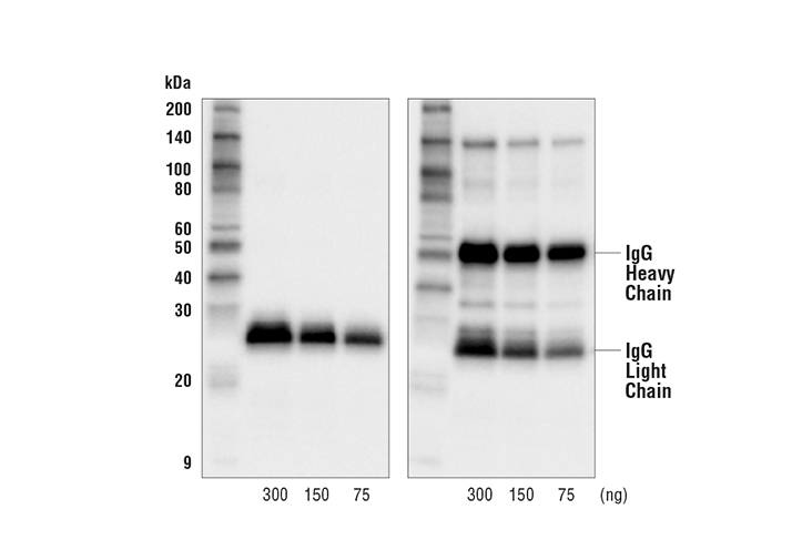 Western Blotting Image 1: Goat Anti-Rat IgG, Light-Chain Specific Antibody (HRP Conjugate)
