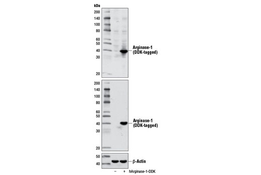 Western Blotting Image 2: Arginase-1 Antibody