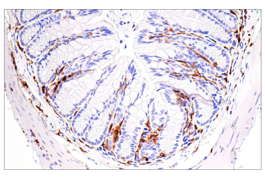 Immunohistochemistry Image 8: MSR1 (E7P6W) Rabbit mAb