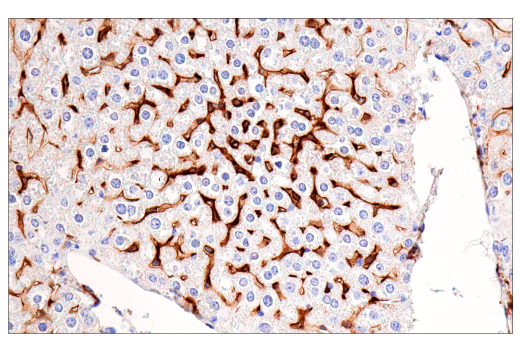 Immunohistochemistry Image 3: MSR1 (E7P6W) Rabbit mAb