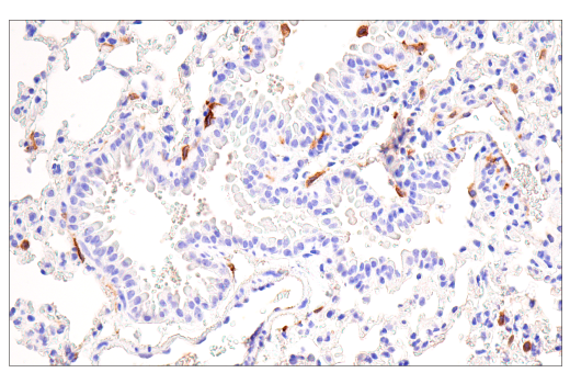 Immunohistochemistry Image 7: MSR1 (E7P6W) Rabbit mAb