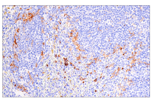 Immunohistochemistry Image 4: MSR1 (E7P6W) Rabbit mAb