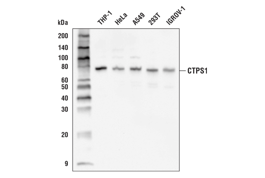 Western Blotting Image 1: CTPS1 Antibody