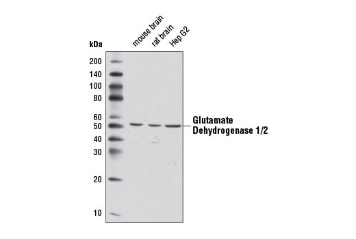 Western Blotting Image 1: Glutamate Dehydrogenase 1/2 Antibody
