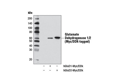 Western Blotting Image 2: Glutamate Dehydrogenase 1/2 Antibody