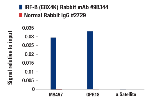 Chromatin Immunoprecipitation Image 1: IRF-8 (E8X4K) Rabbit mAb