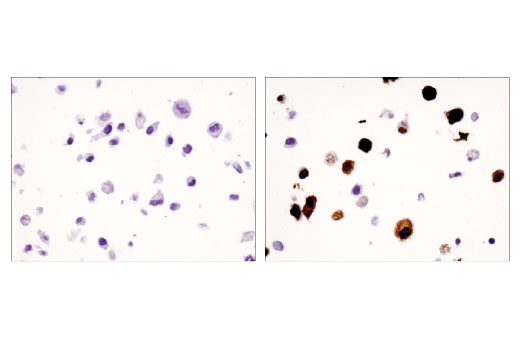  Image 43: Human Immune Cell Phenotyping IHC Antibody Sampler Kit