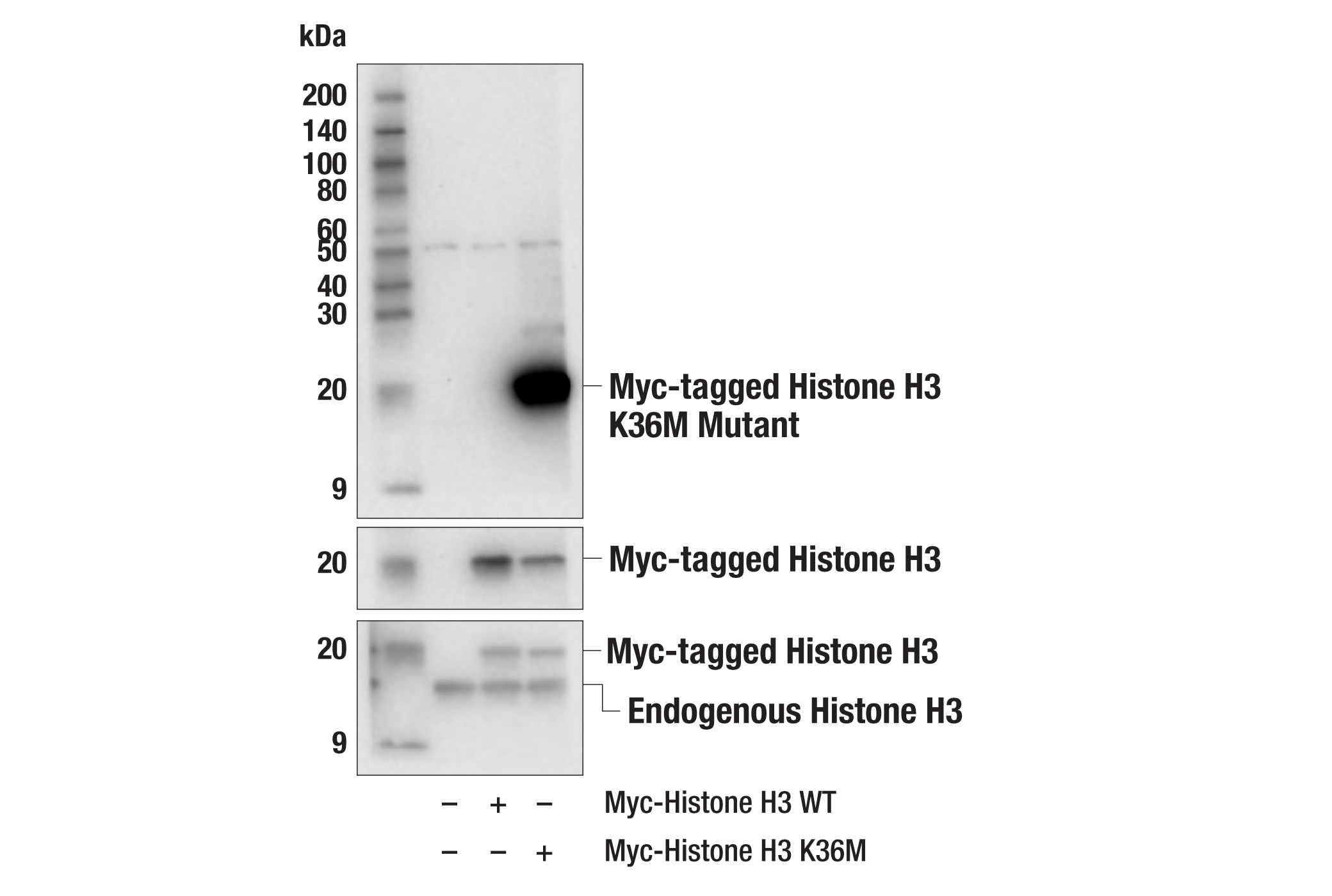 Western Blotting Image 2: Histone H3 (K36M Mutant Specific) (E8N1L) Rabbit mAb
