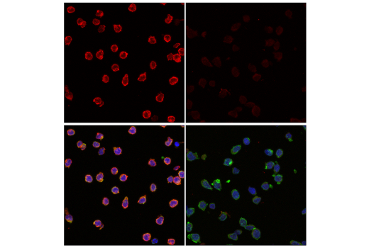 Immunofluorescence Image 2: Insulin Receptor β (E9L5V) XP® Rabbit mAb (Alexa Fluor® 594 Conjugate)