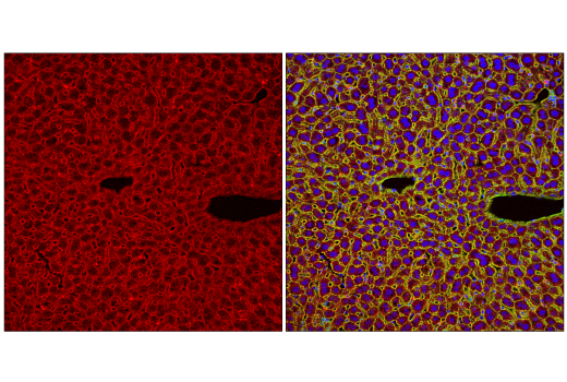Immunofluorescence Image 1: Insulin Receptor β (E9L5V) XP® Rabbit mAb (Alexa Fluor® 594 Conjugate)