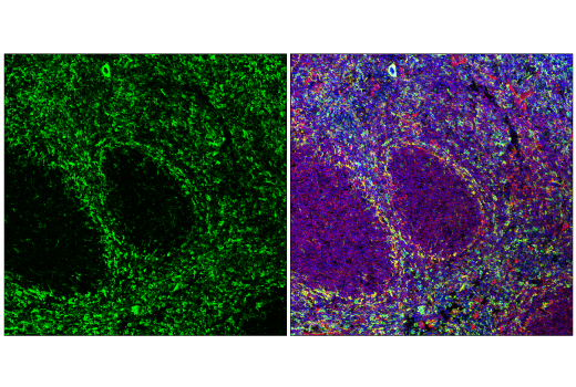 Immunofluorescence Image 1: FcRγ (E6Y1A) Rabbit mAb (BSA and Azide Free)