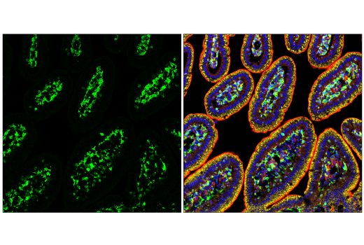 Immunofluorescence Image 2: FcRγ (E6Y1A) Rabbit mAb (BSA and Azide Free)