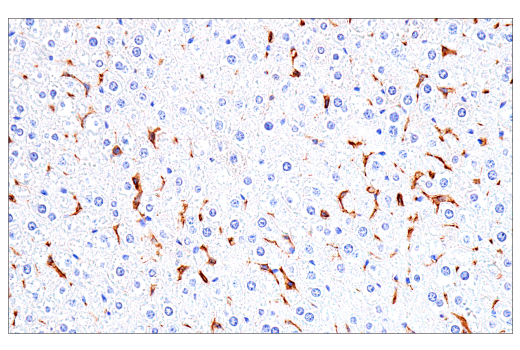 Immunohistochemistry Image 18: FcRγ (E6Y1A) Rabbit mAb (BSA and Azide Free)