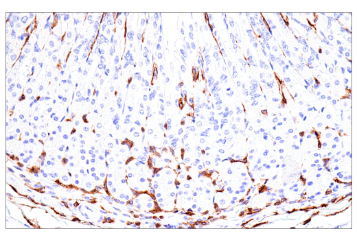Immunohistochemistry Image 16: FcRγ (E6Y1A) Rabbit mAb (BSA and Azide Free)