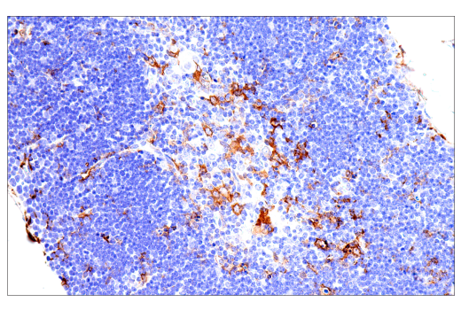 Immunohistochemistry Image 15: FcRγ (E6Y1A) Rabbit mAb (BSA and Azide Free)