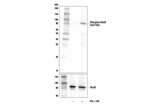 Western Blotting Image 1: Phospho-Stat3 (Ser754) Antibody