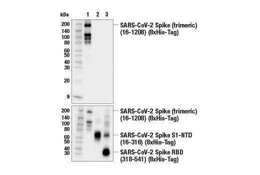 Western Blotting Image 3: SARS-CoV-2 Spike Protein (S2) (E7L4B) Mouse mAb
