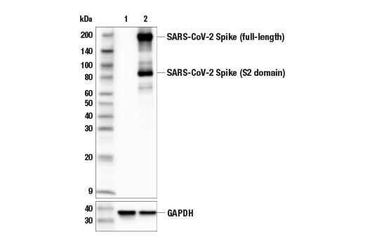 Western Blotting Image 1: SARS-CoV-2 Spike Protein (S2) (E7L4B) Mouse mAb