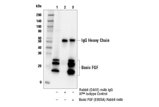 Immunoprecipitation Image 1: Basic FGF (E9S5A) Rabbit mAb