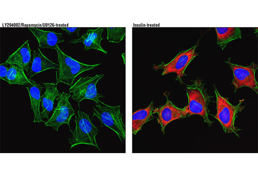 Phospho S6 Ribosomal Protein Ser235 236 D57 2 2e Xp Rabbit Mab Alexa Fluor 594 Conjugate