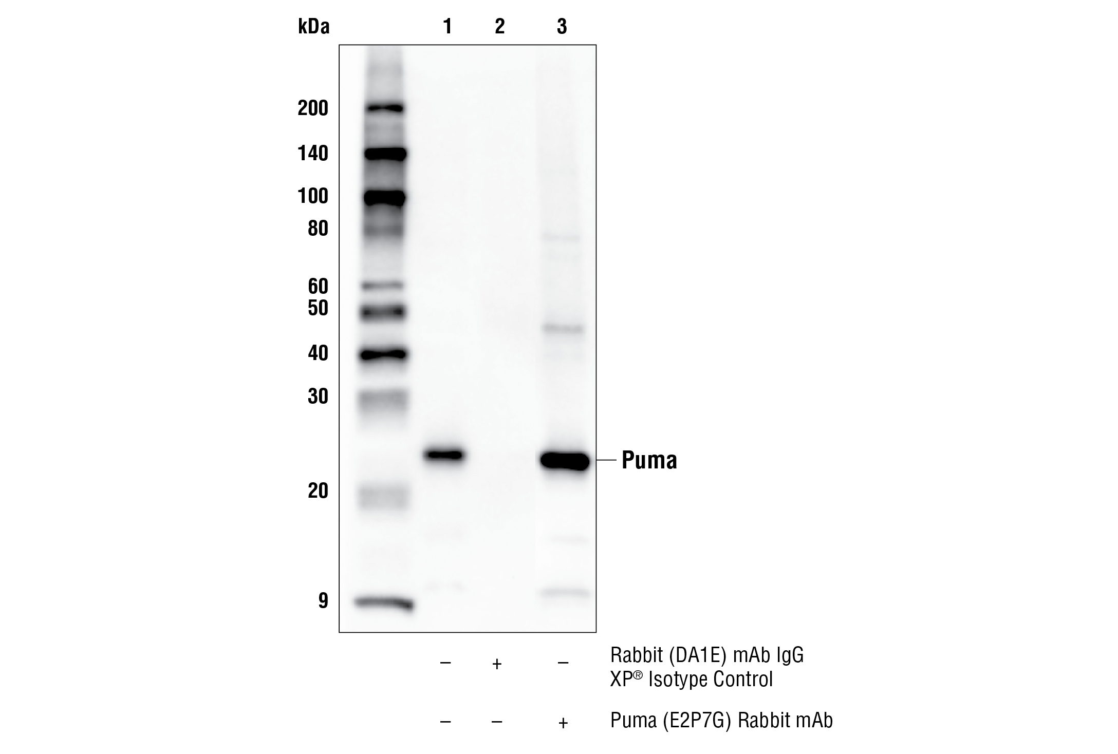 Immunoprecipitation Image 1: Puma (E2P7G) Rabbit mAb