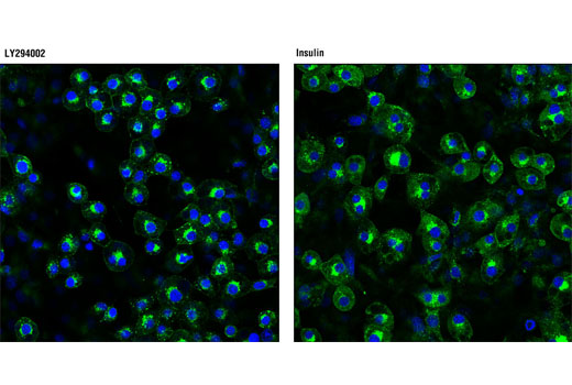 Immunofluorescence Image 1: IRAP (3E1) Mouse mAb