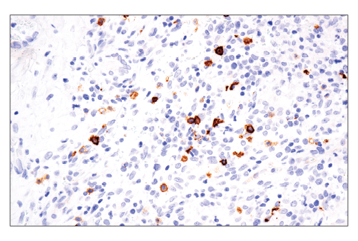 Immunohistochemistry Image 2: OX40 (ACT35) Mouse mAb