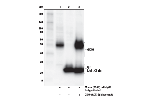 Immunoprecipitation Image 1: OX40 (ACT35) Mouse mAb