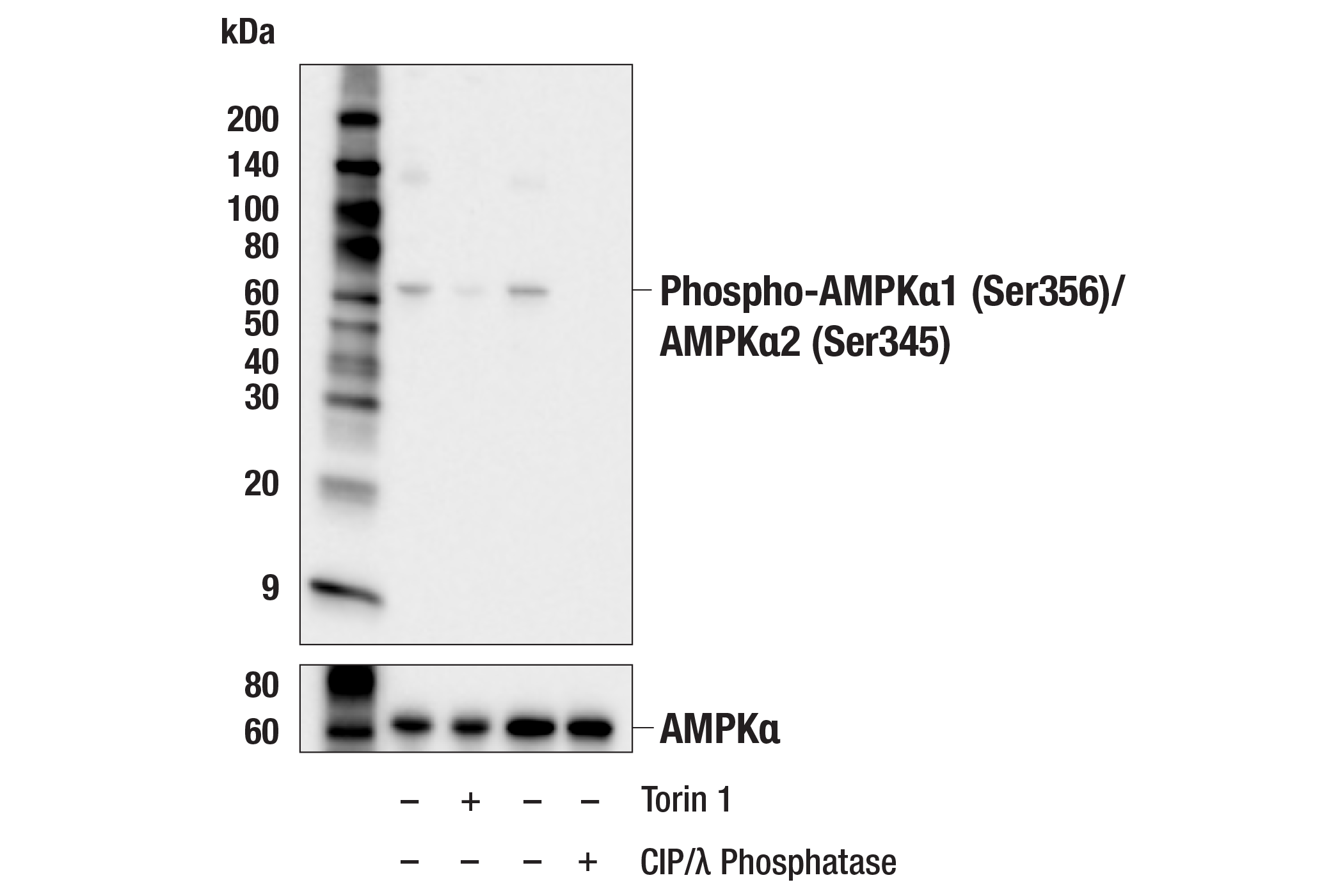 Western Blotting Image 1: Phospho-AMPKα1 (Ser356)/AMPKα2 (Ser345) Antibody