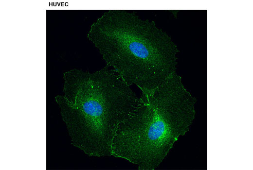 Immunofluorescence Image 1: PZR (D17B10) XP® Rabbit mAb